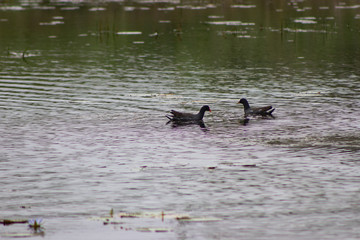 patos selvagens nadando e caçando em lago