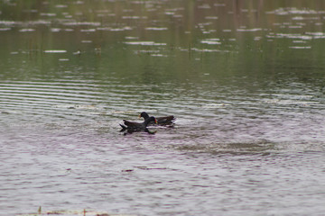 patos selvagens nadando e caçando em lago
