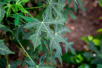 Chaya or tree spinach, is a large, growing leafy perennial shrub.