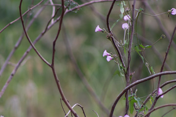 flores selvagens violetas e amarelas