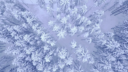 Aerial top down view shooting of flight over the winter young pine forest and big road covered with snow without people in 4K UHD camera