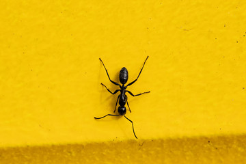 Ant
