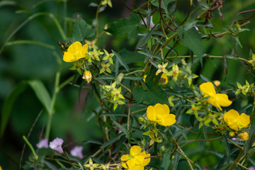 Obraz na płótnie Canvas flores selvagens amarelas com espinhos