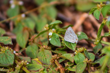 borboletas e mariposas se alimentando do orvalho de manhã
