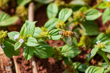 abelha européia africanizada inseto coletando pólen