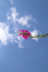 rosa Blume im blauen Himmel - 262672439