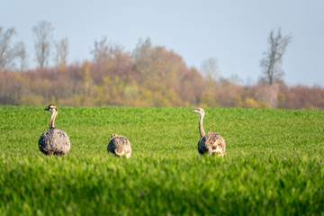 a group of Nandus runs across the field early in the morning