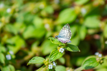 borboletas e mariposas se alimentando do orvalho de manhã