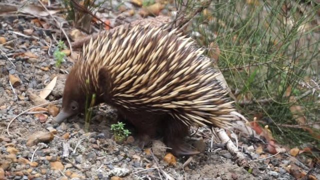 An Australian Echidna Spiny Ant-eater Monotreme Mammal looks for ants burrowing in the ground with its nose.