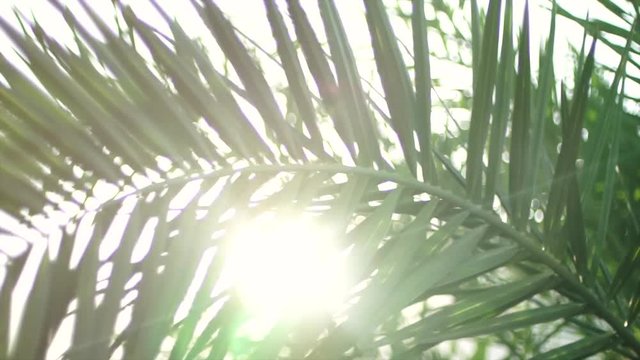 Sunshine through palm leaves with sun background with lens flare effects in slow motion.	