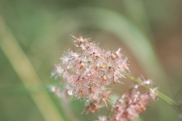 flores selvagens vermelhas e amarelas