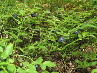 blueberries