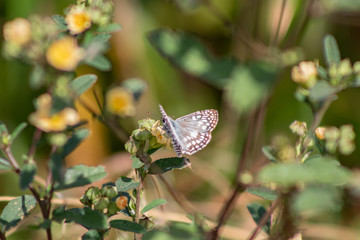 borboletas e mariposas se alimentando do orvalho de manhã