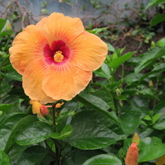 Asian, colored natural hibiscus flowers in green leaves