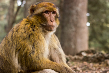 Monons ifrane marruecos