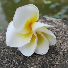 asiatische, exotische, weiß gelbe duftende frangipani blüten