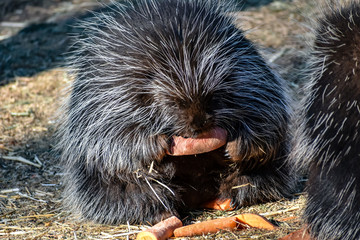 Porcupine 