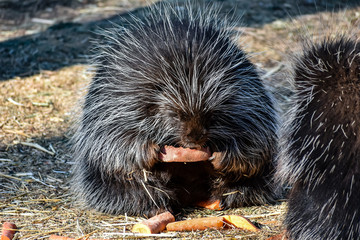 Porcupine 