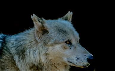 Wolf