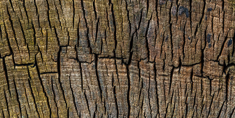 Abgesägter Baumstamm Schnittfläche im Detail