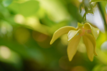 Fototapeta premium Ylang-Ylang Flower with leaf blossom on tree. Valued for perfume extracted from its flowers. (Annonaceae, Cananga)