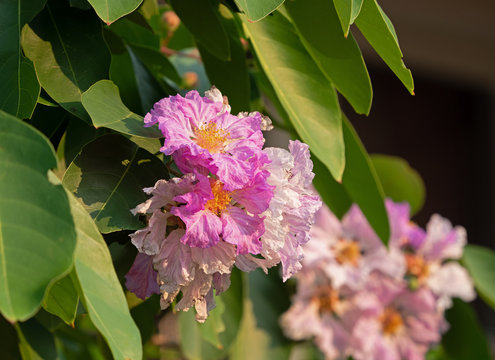 Close up Lagerstroemia Speciosa Flowers with Green Leaves Isolated on Nature Background