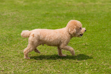 Dog poodle run in the park