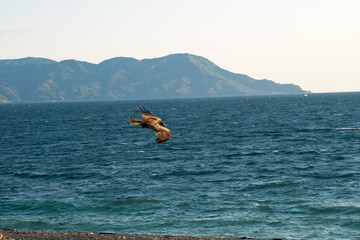 飛行する鷹