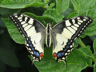 butterfly