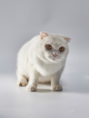 Cute white British short-hair cat, folded ear cat