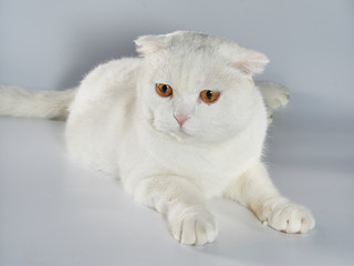 Cute white British short-hair cat, folded ear cat
