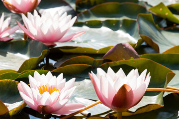 Beautiful lotus flowers in the pond, symbol of Buddha