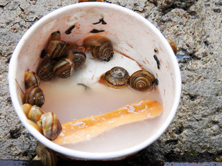 Snails in an ice cream Cup.