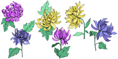 Vector Chrysanthemum floral botanical flowers. Engraved ink art. Isolated flower illustration element.