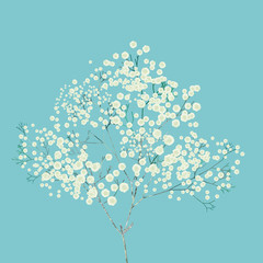 White Gypsophila