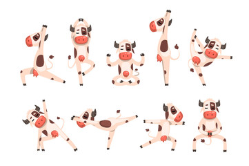 White spotted cow set, farm animal character doing sport exercise vector Illustrations on a white background