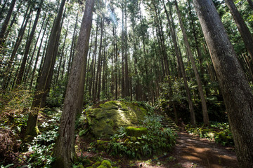 熊野古道の大雲取越