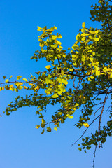 Blue sky and yellow leaves, ginkgo leaves, light, sunlight, contrast, natural scenery