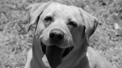 Happy Labrador (B&W)