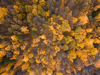 Autumn forest aerial drone view.