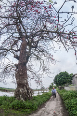 A cotton tree seen here at Ha Noi with flowers which bloom from February to April