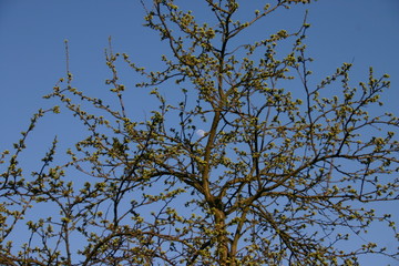 branches of a tree against blue sky