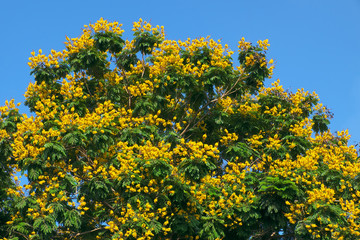 Leopard tree bloom yellow flower among green leaf on blue sky background