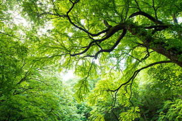 桂の大木に美しい若葉