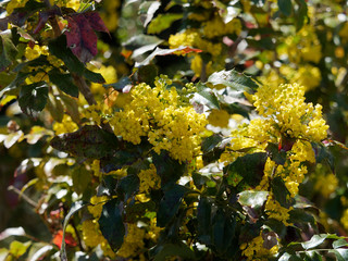 Berberis aquifolium - Arbuste le Mahonia faux houx ou Mahonia à feuilles de houx. Inflorescence...