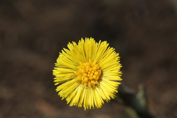 Coltsfoot, medicinal herb, flower in spring .Yellow flower in early spring .