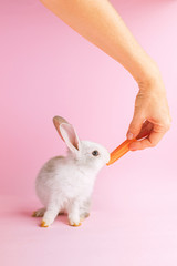 Little tame rabbit eating a carrot pink background
