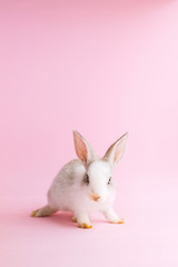 Little tame rabbit on pink background. Dwarfish pet