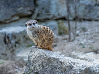 Meerkat sentinel (Suricatta suricata) in Opel zoo, Königstein im Taunus