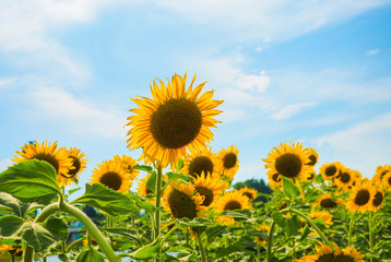 Fototapeta premium Sunflowers blooming on blue sky background ,fresh & daylight summer concept.